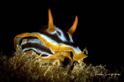 Nudi of Red Sea by Claude Lespagne 